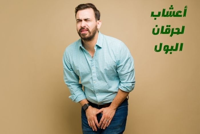 أعشاب لحرقان البول